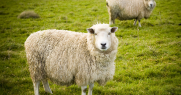 Schafe mitbringen auf der Insel Rügen im Ort Schaprode beim ersten Fisch- und Wollmarkt